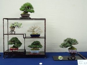 日本小品盆栽組合賞