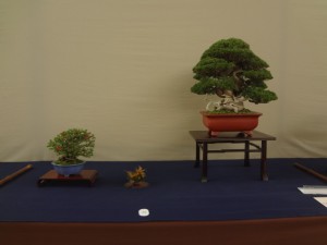日本盆栽協同組合賞