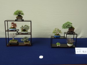 （公社）全日本小品盆栽協会春雅展実行委員長賞