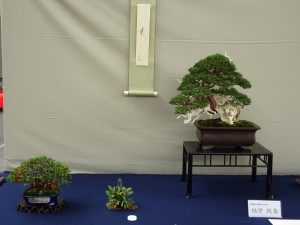 日本盆栽協同組合賞