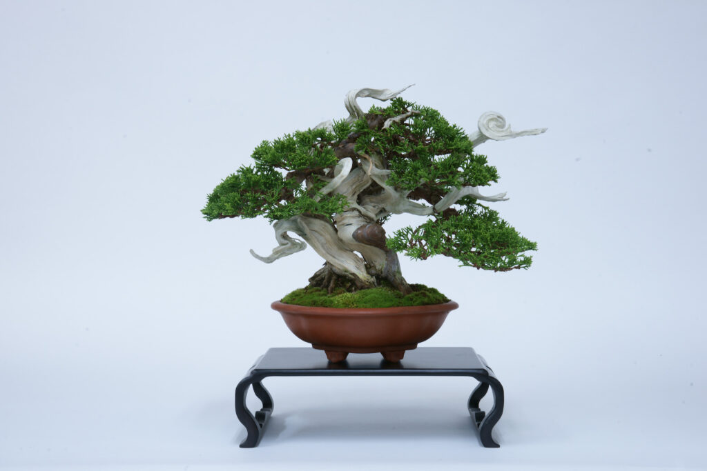 協会概要 About Shohin Bonsai Association 公益社団法人全日本小品盆栽協会