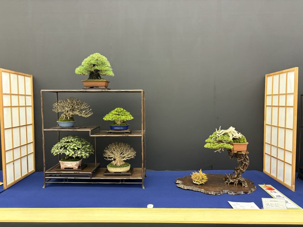 雅風展 第48回(2023)雅風展_48th(2023)GAHU-Exhibition_Jan2023_BONSAI盆栽